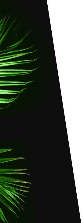 palms