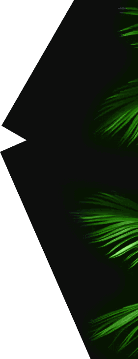 palms